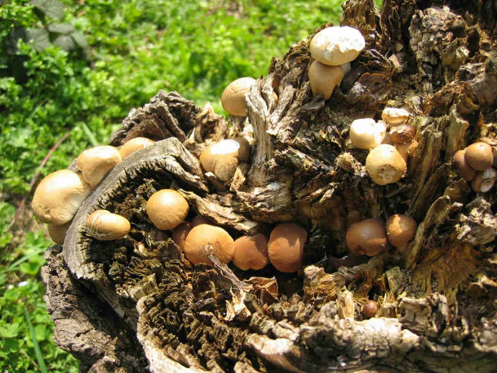 I Funghi primaverili: Agrocybe aegerita